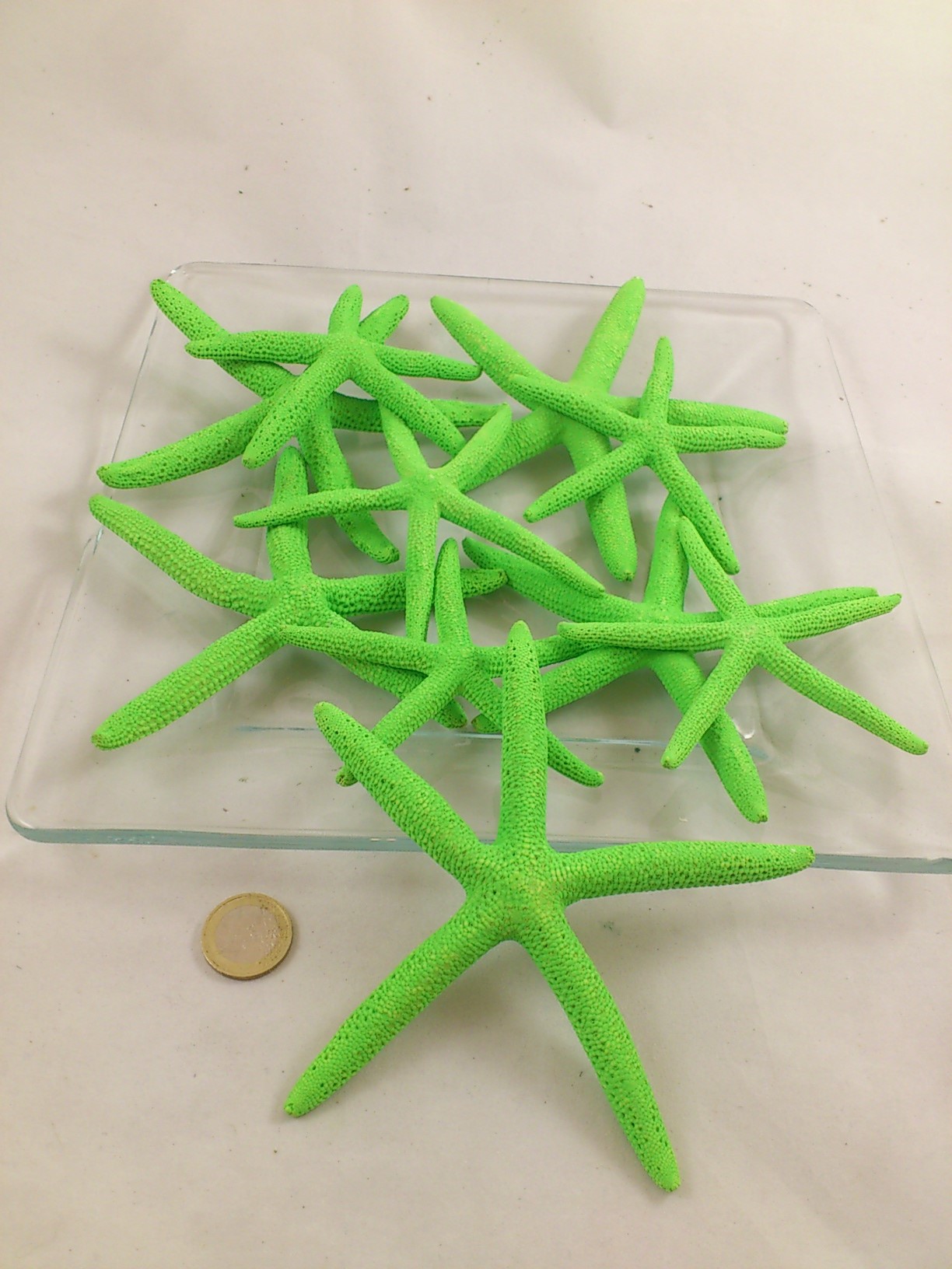 étoiles de mer (Finger starfish) 10-15 cm vert de pomme 10 p.